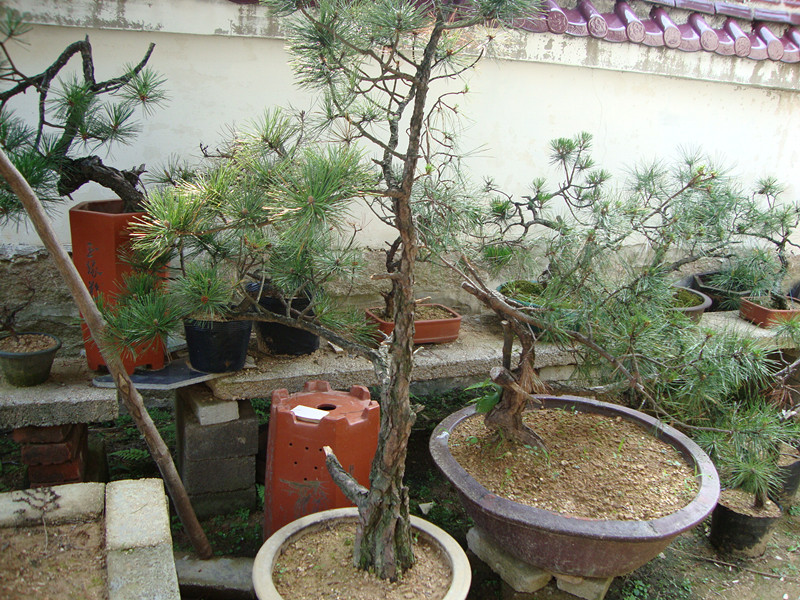 DSC01093_.jpg