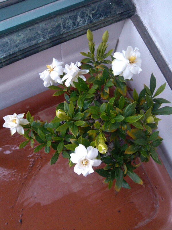 IMG20130606180104.jpg