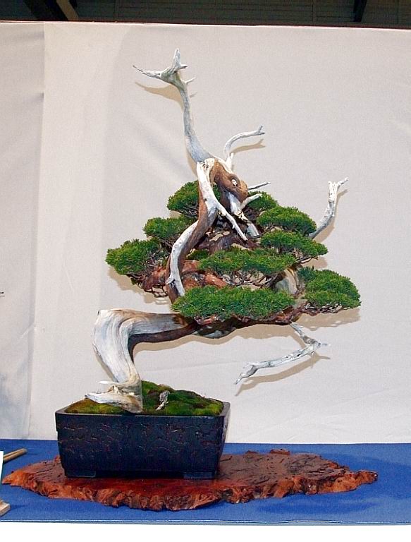 Noelanders Trophy XIII 2012 27b.jpg