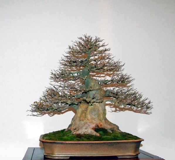 Noelanders Trophy XIII 2012 30e.jpg