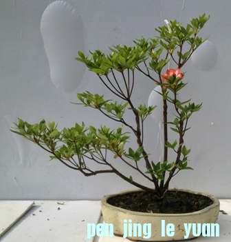20130606305.jpg