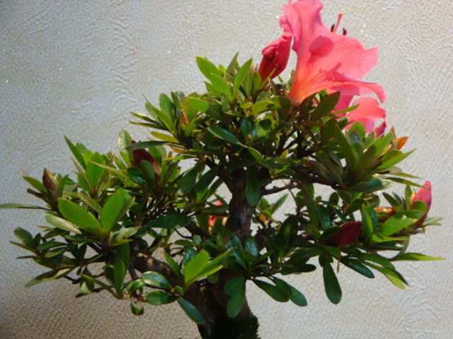 DSC04126.JPG