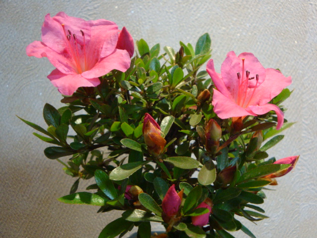 DSC04127.JPG