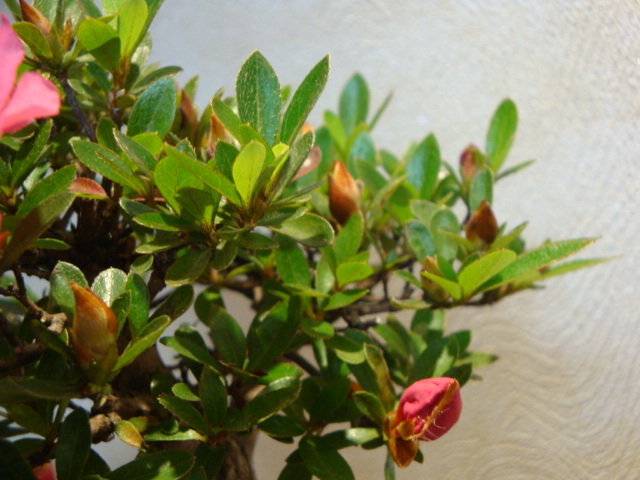 DSC04128.JPG