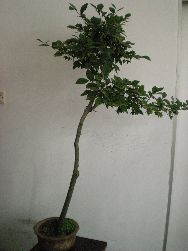 DSCN2566_.jpg