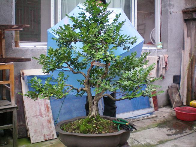 100_0238.JPG
