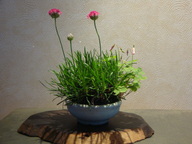 DSC04174.JPG