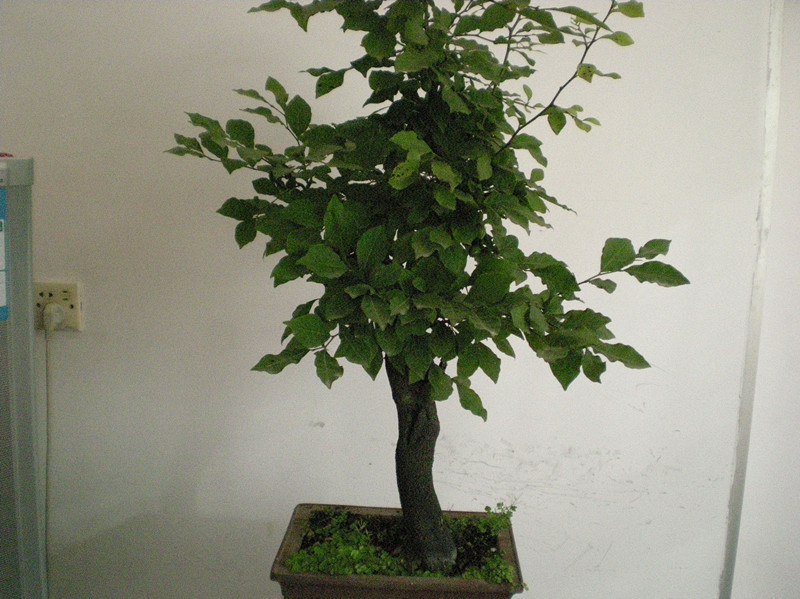 DSCN2572_.jpg