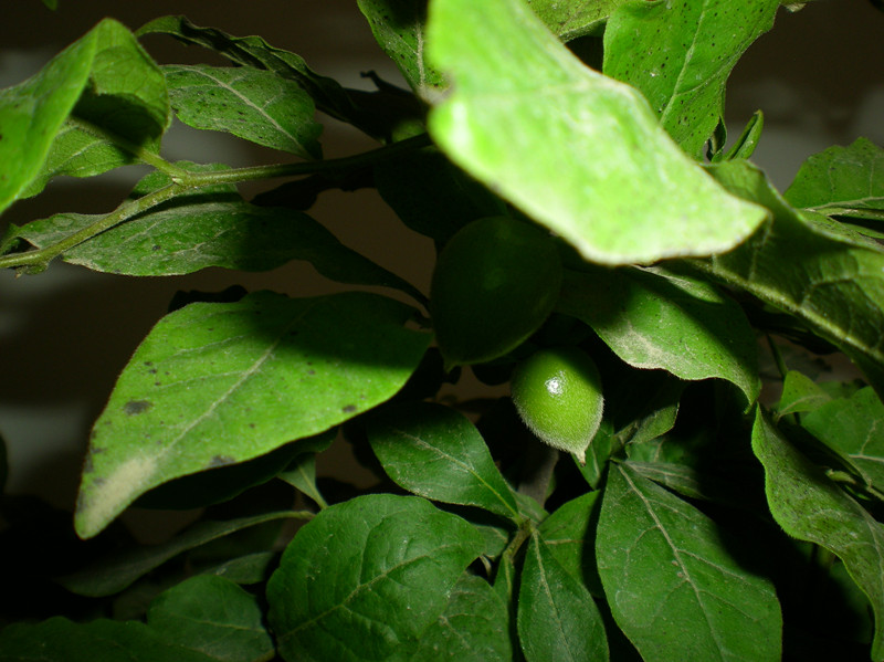 DSCN2574_.jpg