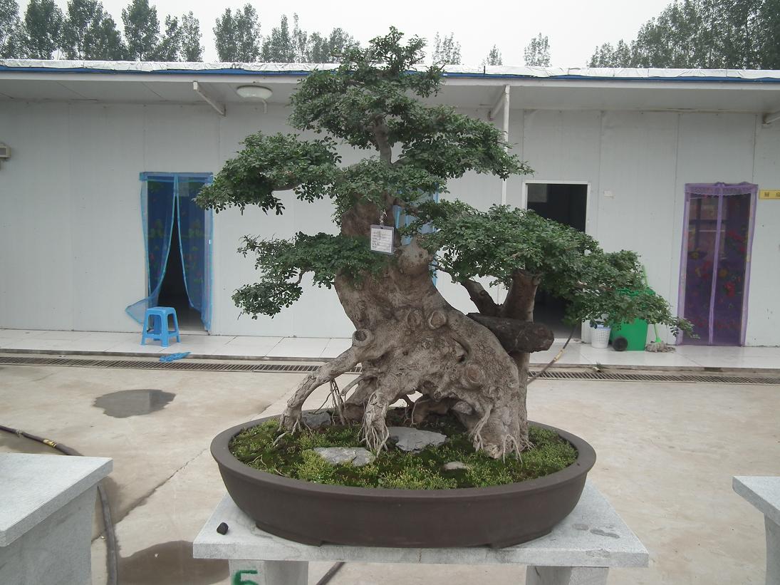 DSCF6316.JPG