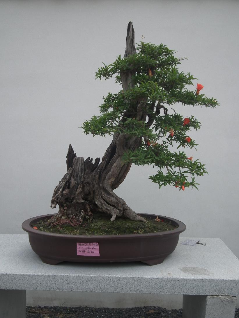 DSCF6328.JPG