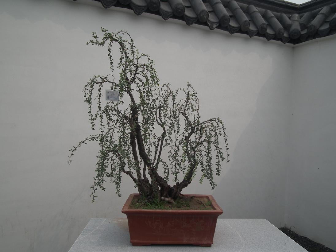DSCF6330.JPG