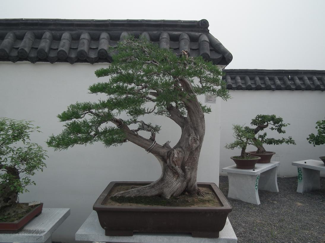 DSCF6333.JPG