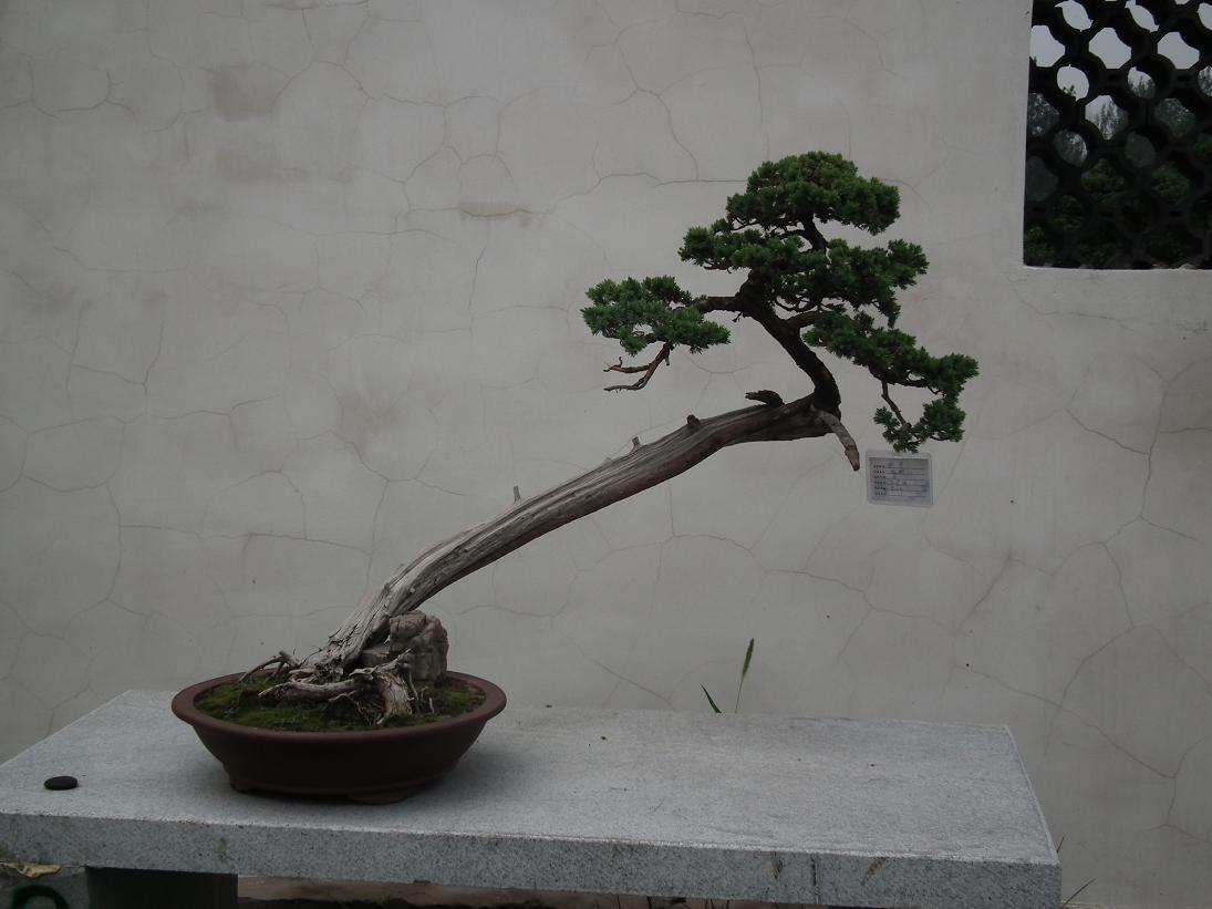 DSCF6334.JPG