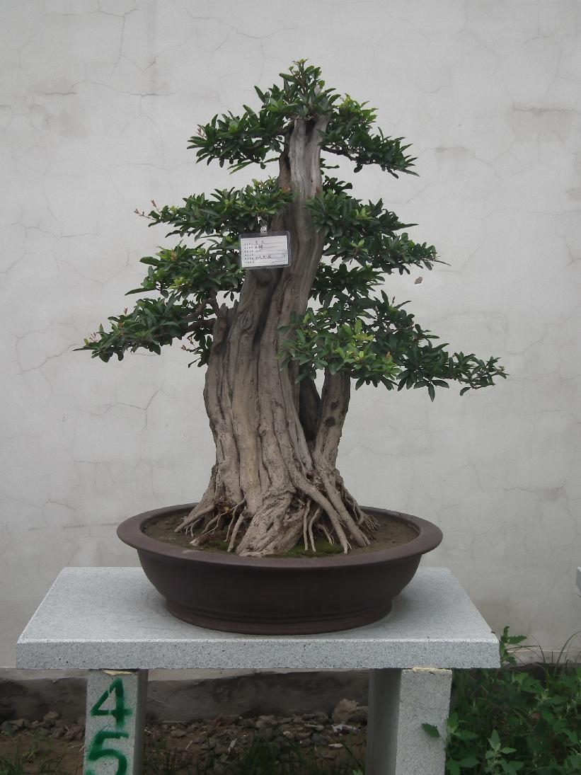 DSCF6337.JPG