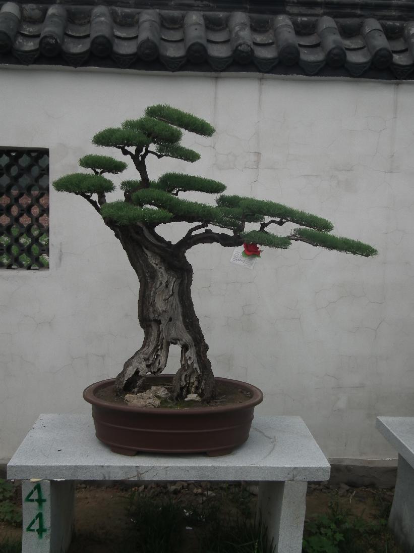DSCF6338.JPG