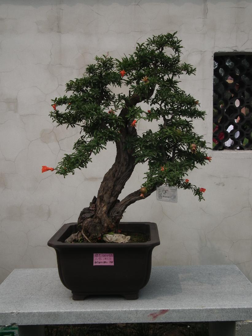 DSCF6342.JPG