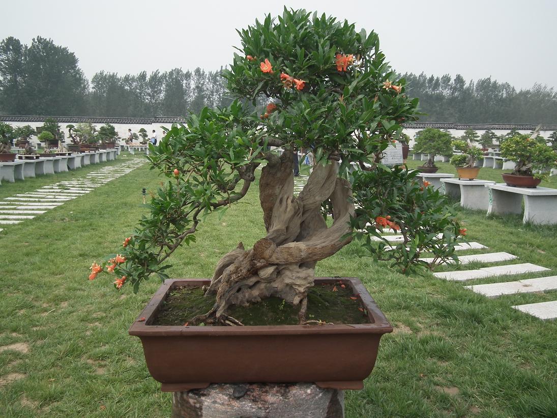 DSCF6349.JPG