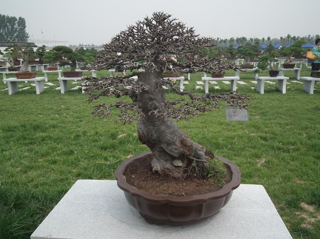 DSCF6353.JPG