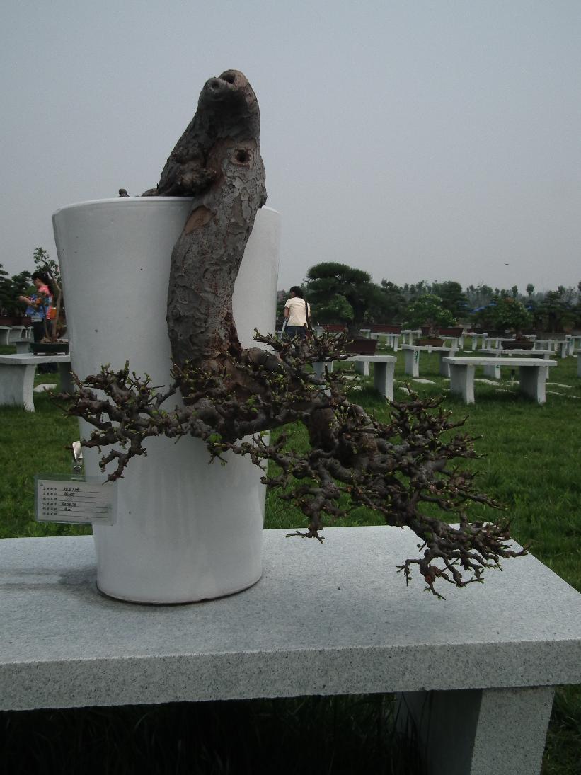 DSCF6354.JPG