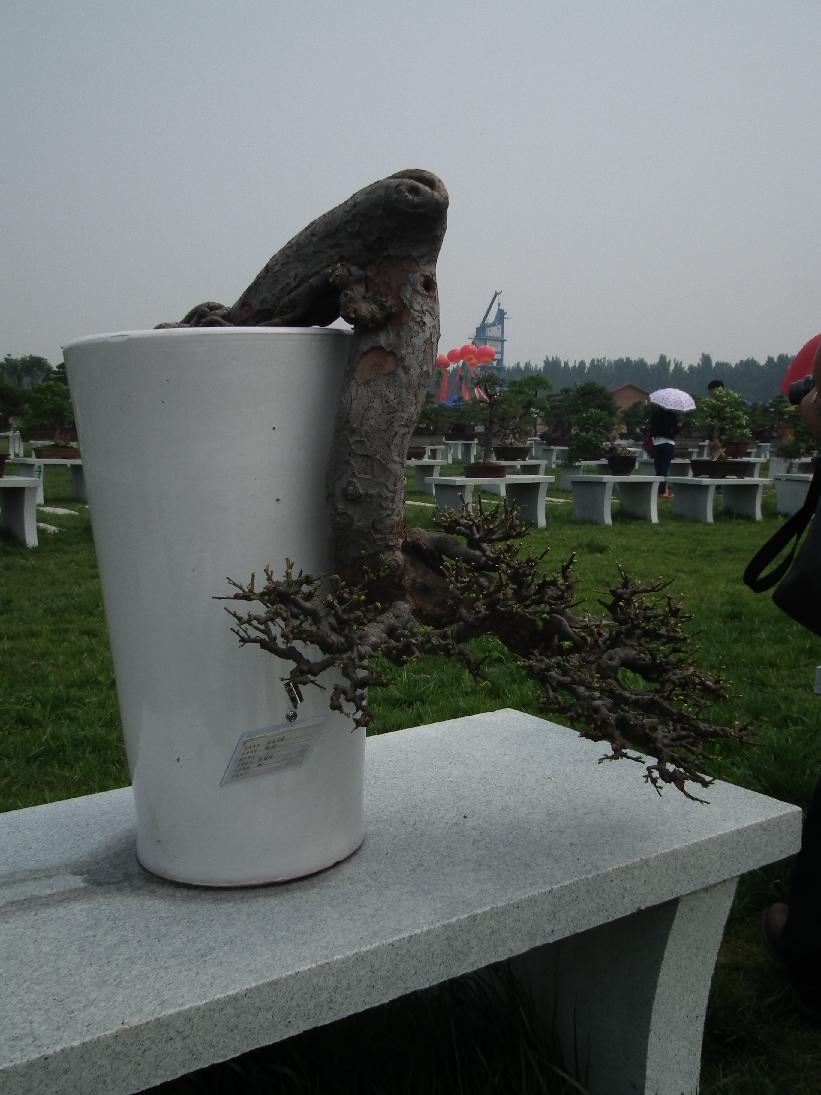 DSCF6355.JPG