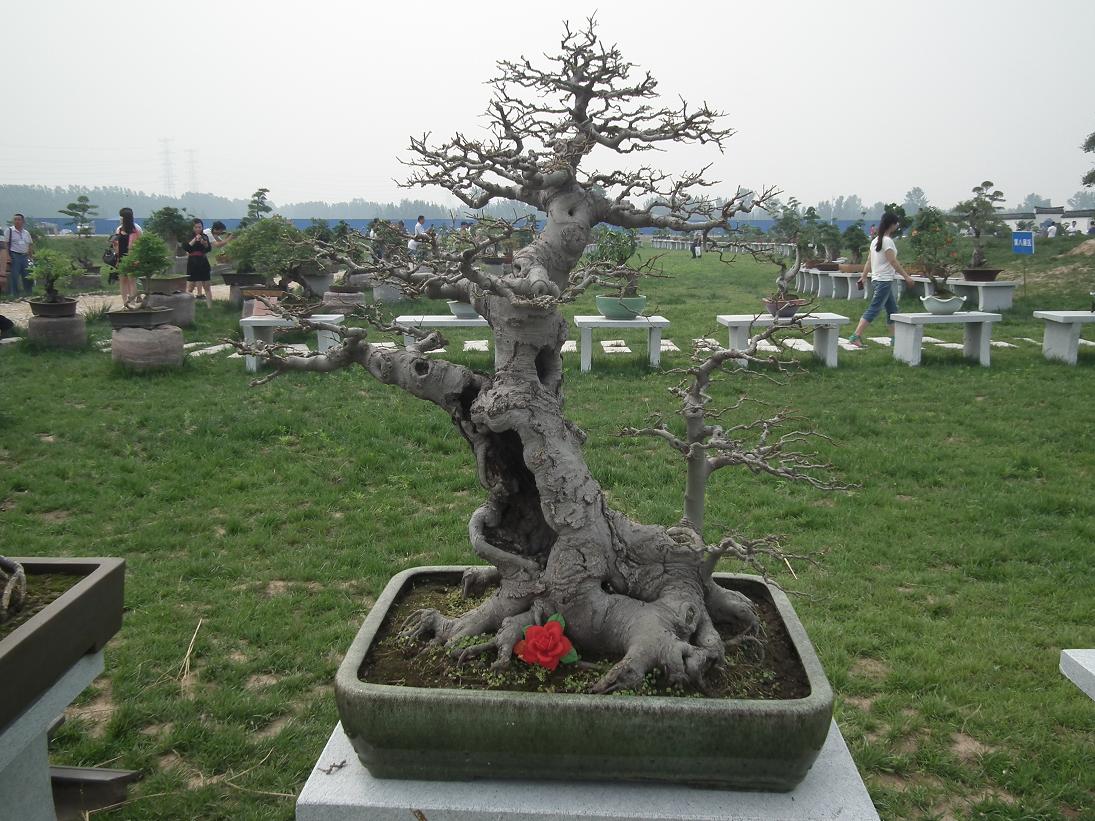 DSCF6357.JPG