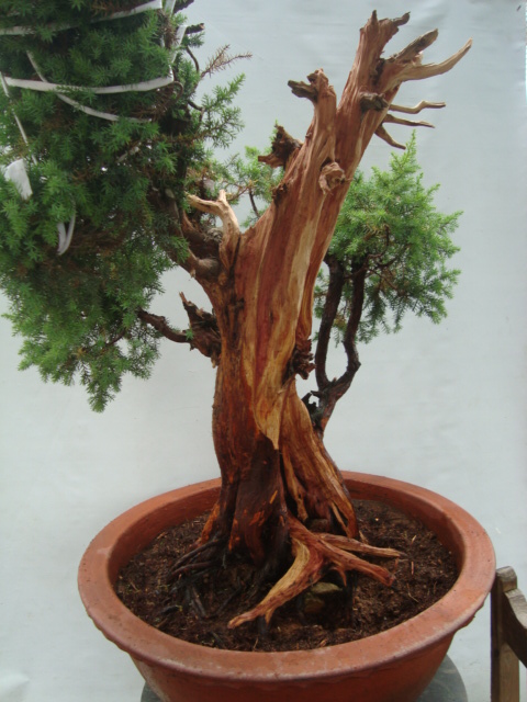 DSC07330.jpg