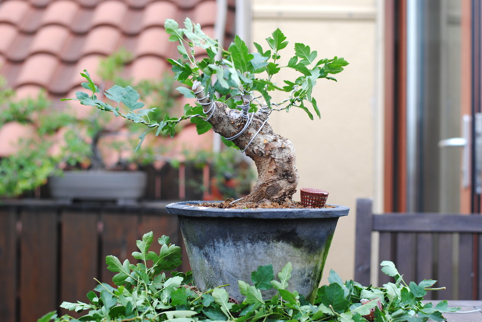 DSC_1611.jpg