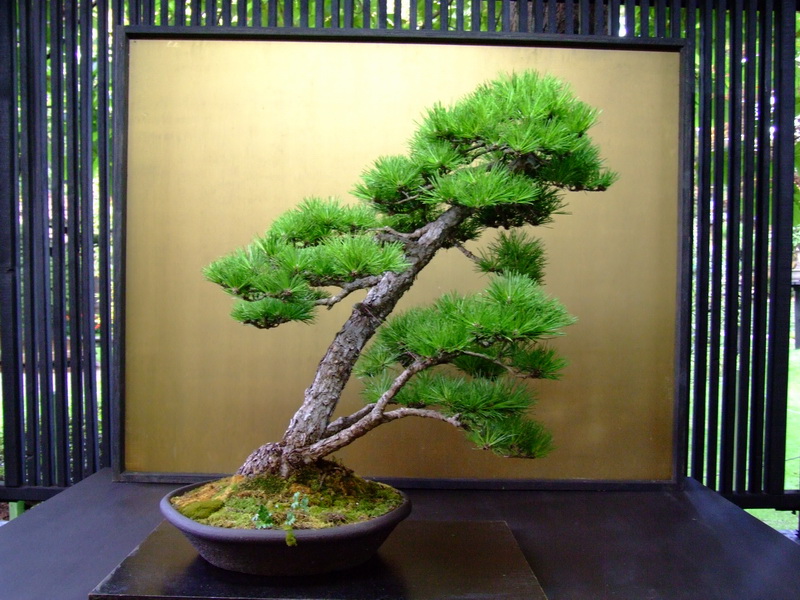 dscf0816.jpg