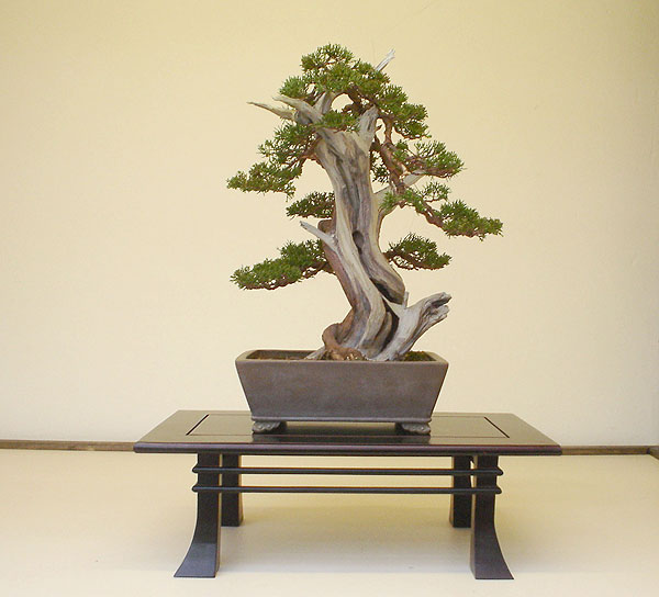 new-chuhin-juni.jpg