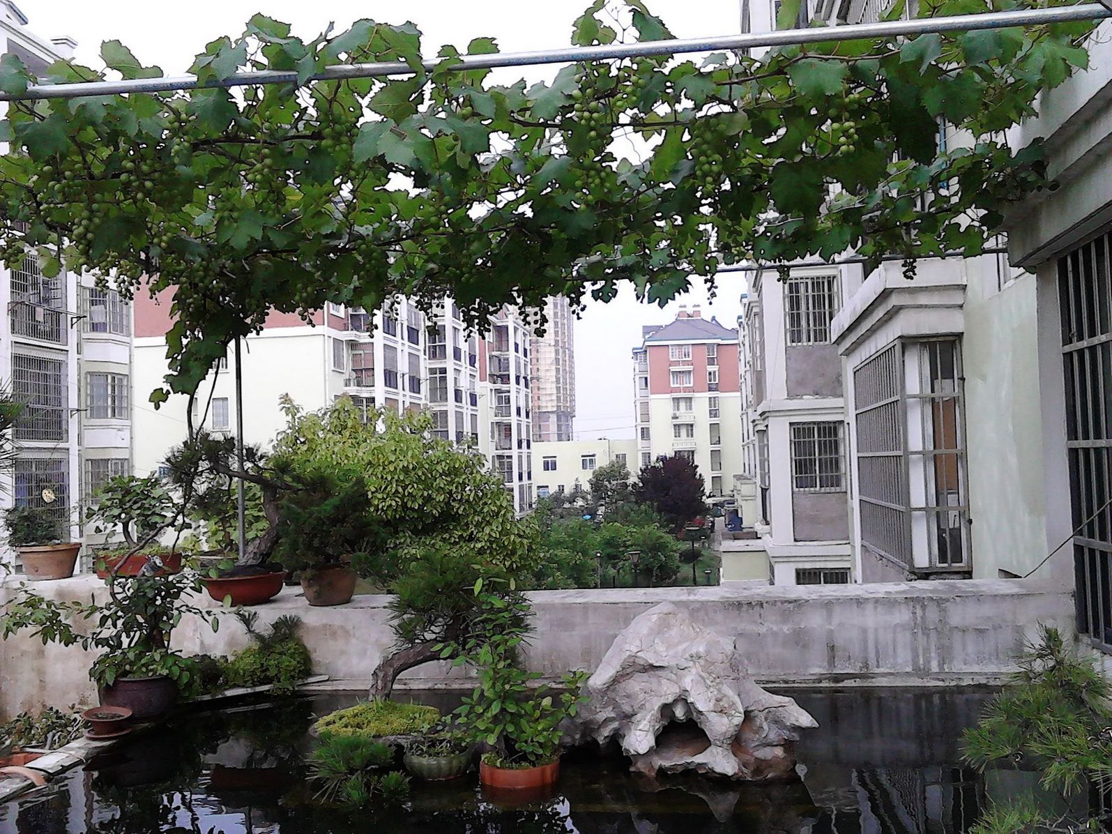 IMG_20130611_153012.jpg