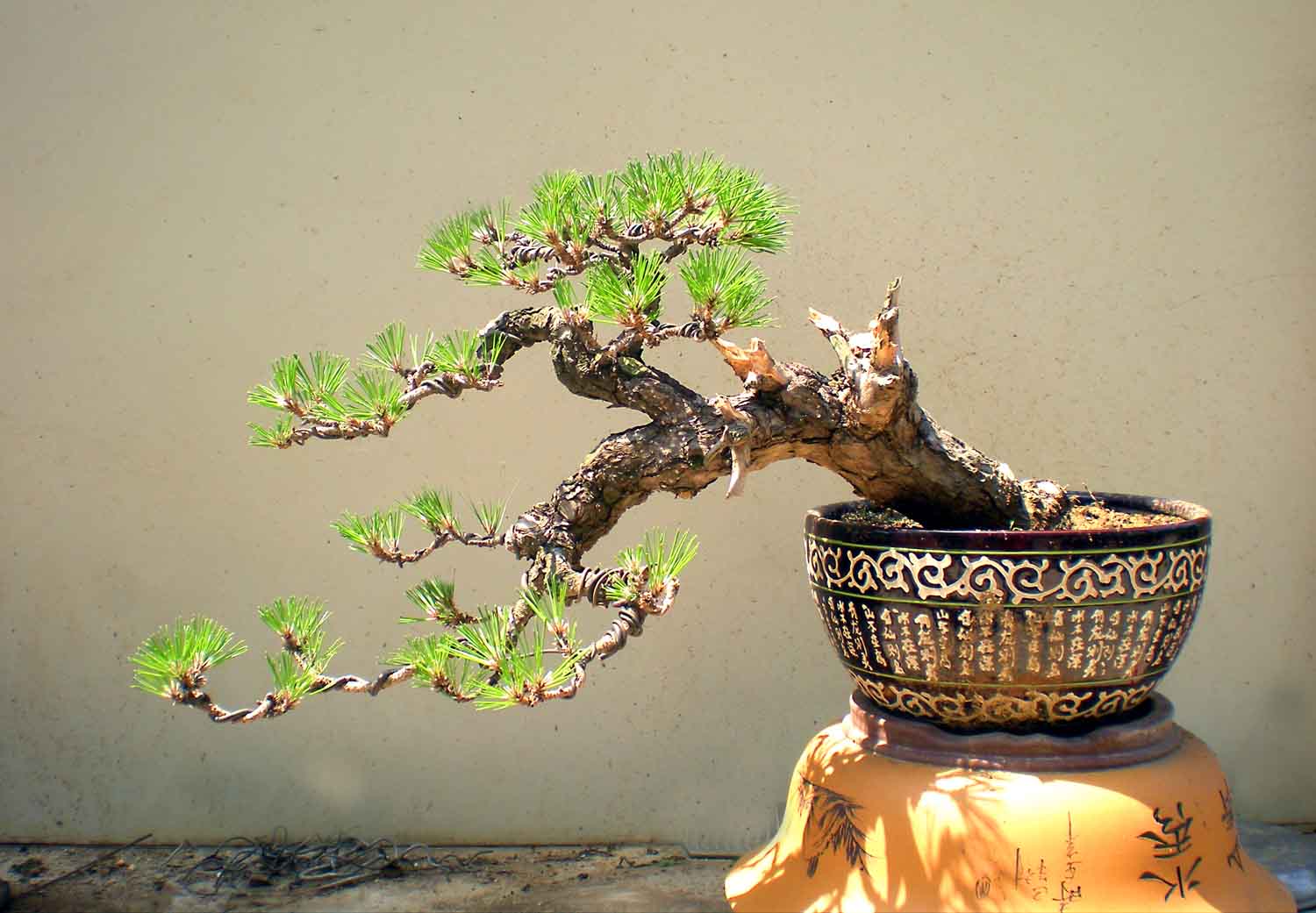 DSCN4167 .jpg