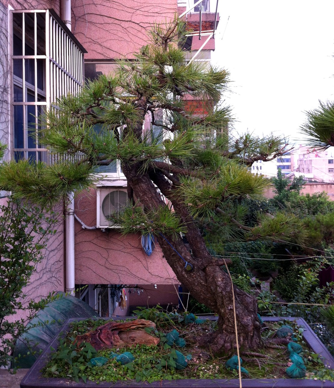 Ƭ 005.jpg
