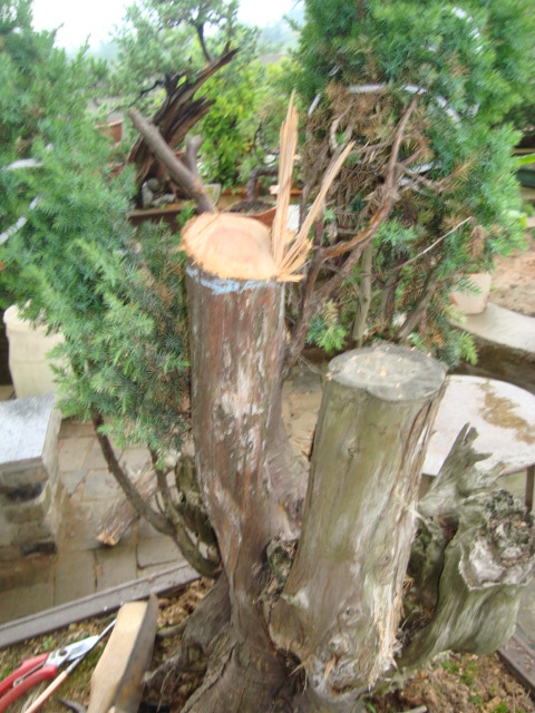 DSC07354.jpg