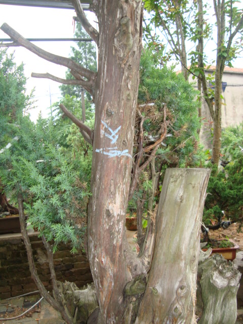 DSC07353.jpg