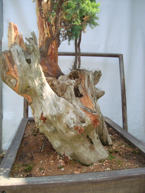 DSC07361.jpg