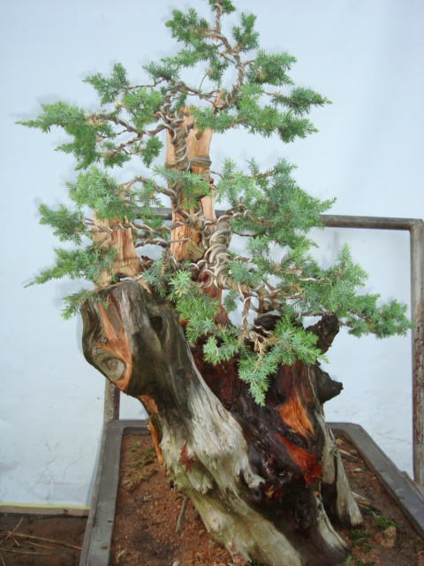 DSC07374.jpg