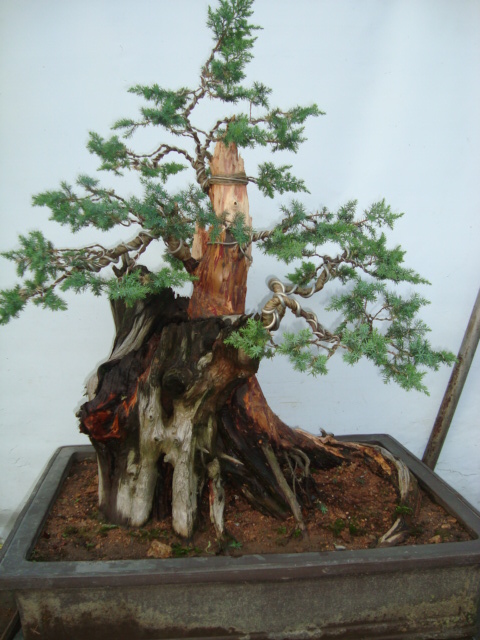 DSC07371.jpg