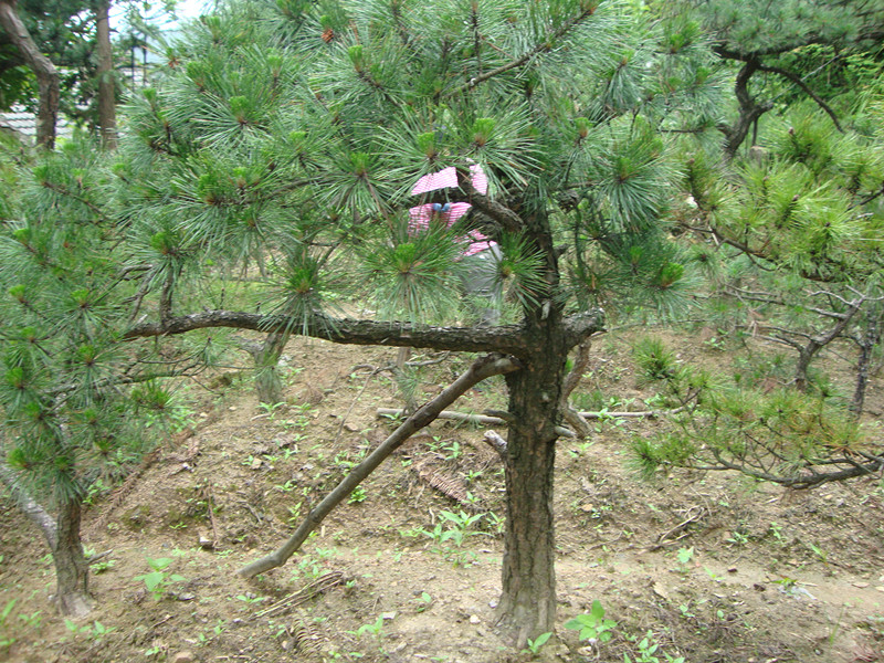 DSC01100_.jpg