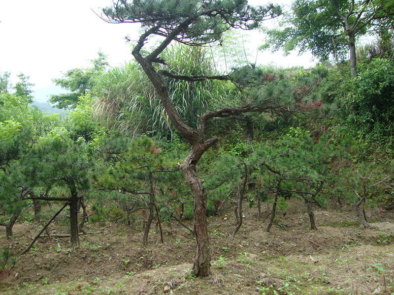 DSC01104_.jpg