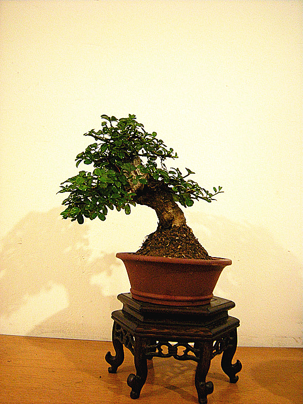 DSCN2635_.jpg