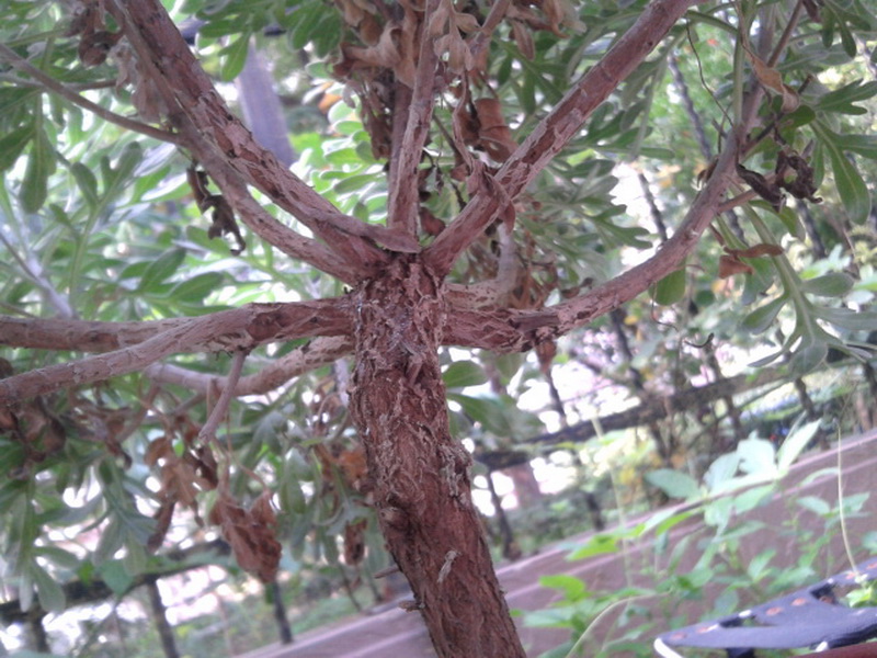 20130614_072629_С.jpg