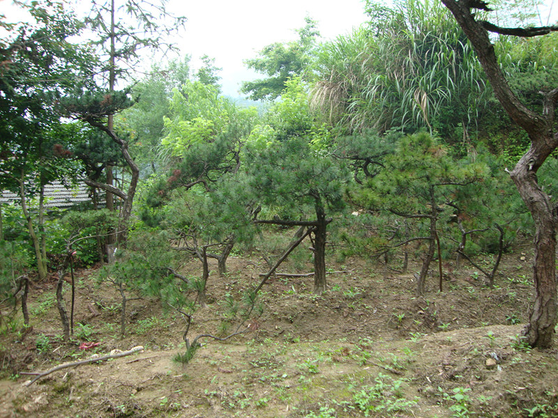 DSC01105_.jpg