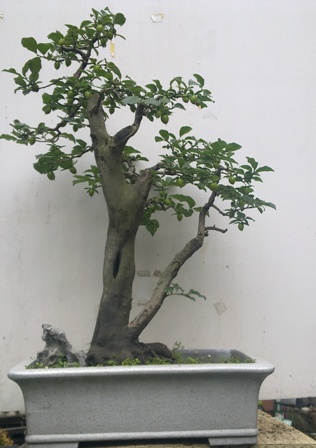 20130615385.jpg