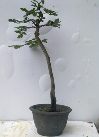 20130615388.jpg