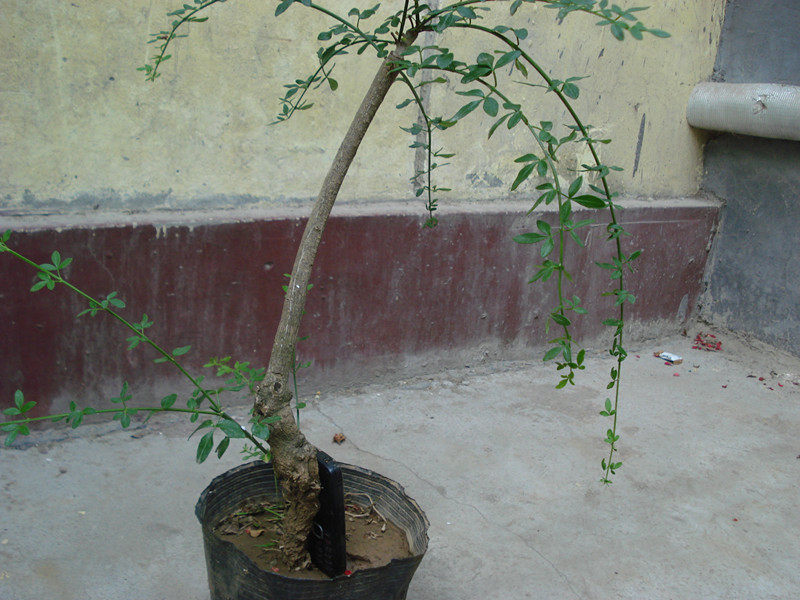 DSC05547_.jpg