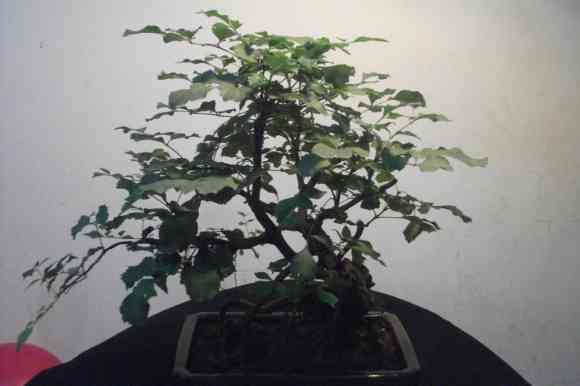 DSCF1922λ֪ʲô.jpg