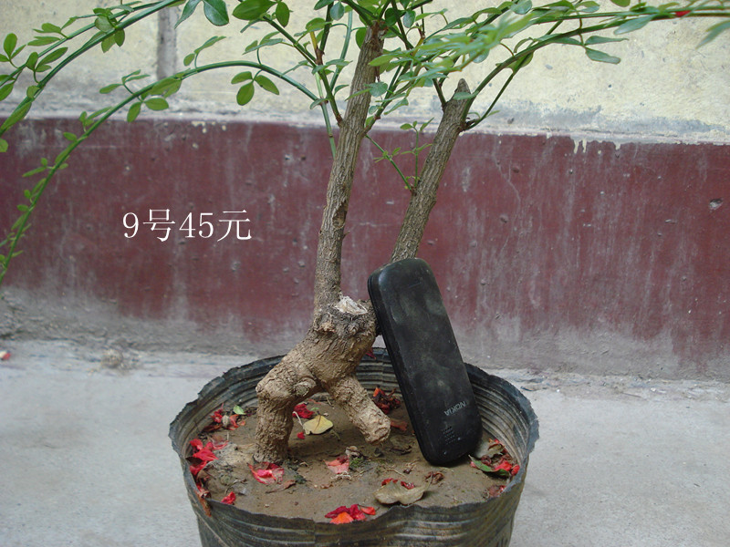 DSC05548_.jpg