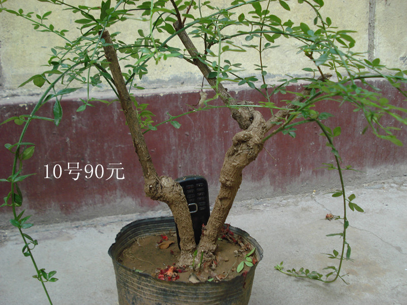 DSC05550_.jpg