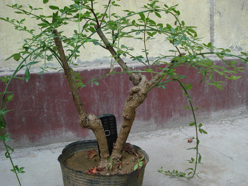 DSC05552_.jpg